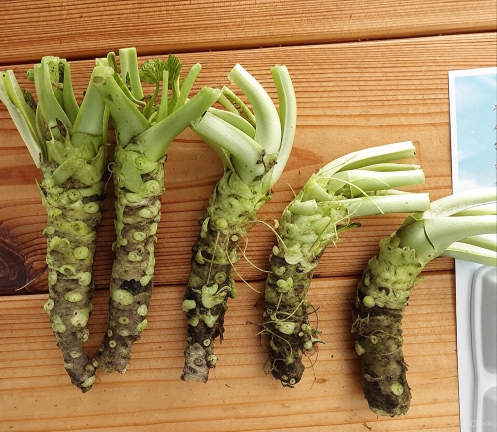 Wasabi Rhizome